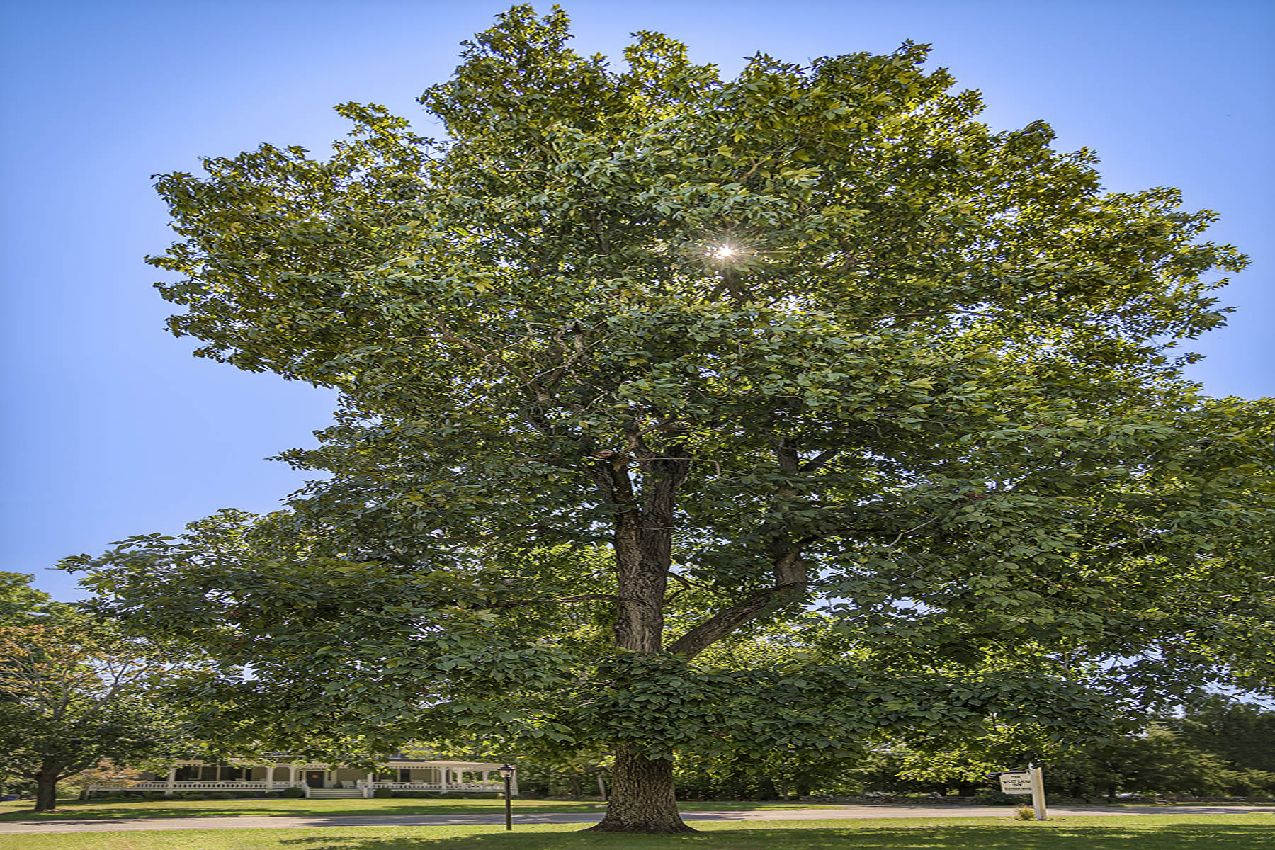 Majestic oak tree on the West Lane Inn property grounds